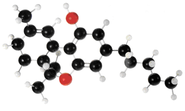 E2011V29I1A1-Εικόνα 2. Τετραϋδροκανναβινόλη (THC)- Picture 2. Tetrahydrocannabitol (THC)